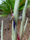 Tillandsia novakii